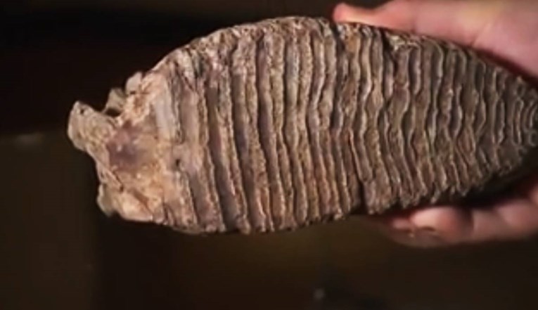 VIDEO Dječak iz SAD-a u rijeci pronašao ogroman zub mamuta star 10.000 godina